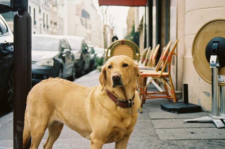 Dogs in France: A Guide for New Dog Owners