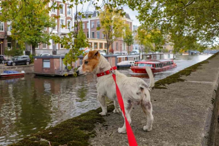 Having A Dog in the Netherlands: A Complete Guide