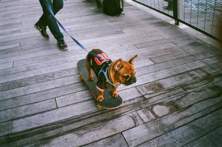Dogs in New York City: A Guide for Dog Owners 