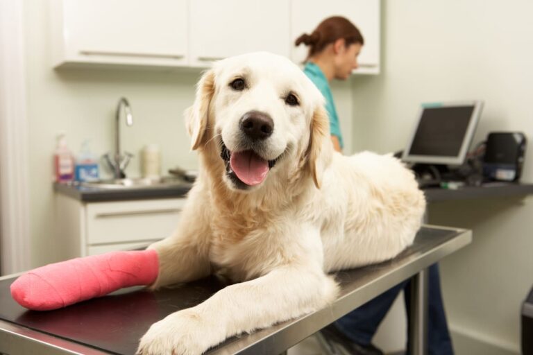 Dog Health Insurance in Germany 
