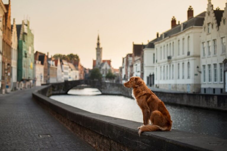 Owning a Dog in Germany: All You Need To Know