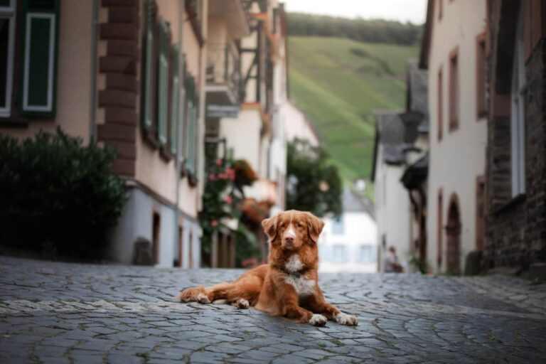 Pet Insurance in Germany: Guide and Best Providers