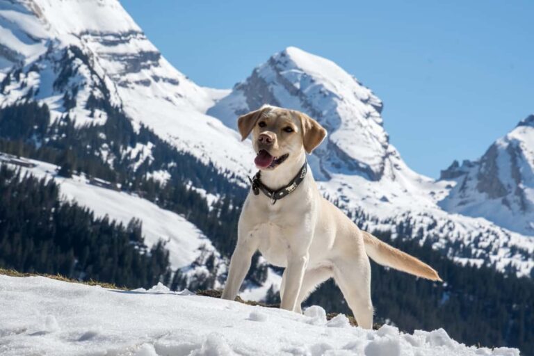 Owning a Dog in Switzerland: All You Need To Know