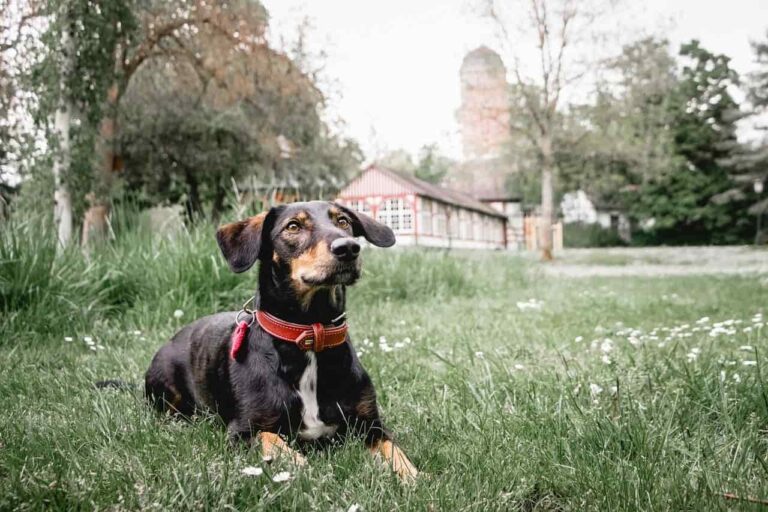 The Cost of Owning a Dog in Germany￼