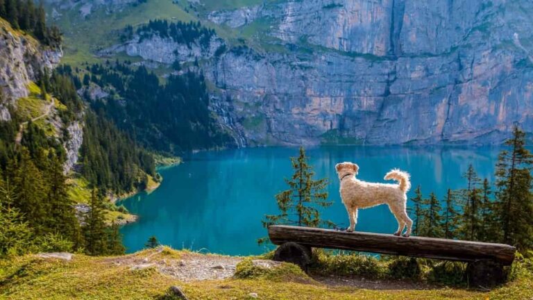 Owning a Dog in Austria: Guide