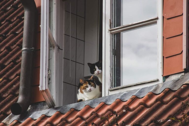Owning a Cat in Germany: All You Need To Know
